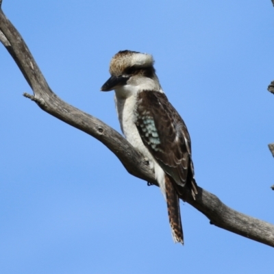 Dacelo novaeguineae (Laughing Kookaburra) at Fyshwick, ACT - 2 Jun 2023 by RodDeb