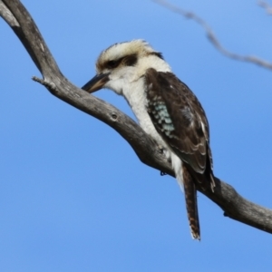 Dacelo novaeguineae at Fyshwick, ACT - 2 Jun 2023 12:53 PM