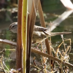 Poodytes gramineus (Little Grassbird) at Fyshwick, ACT - 2 Jun 2023 by RodDeb