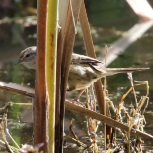 Poodytes gramineus at Fyshwick, ACT - 2 Jun 2023