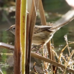 Poodytes gramineus at Fyshwick, ACT - 2 Jun 2023