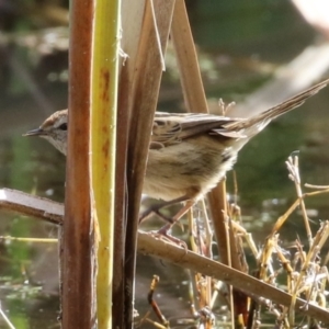 Poodytes gramineus at Fyshwick, ACT - 2 Jun 2023