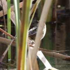 Poodytes gramineus at Fyshwick, ACT - 2 Jun 2023