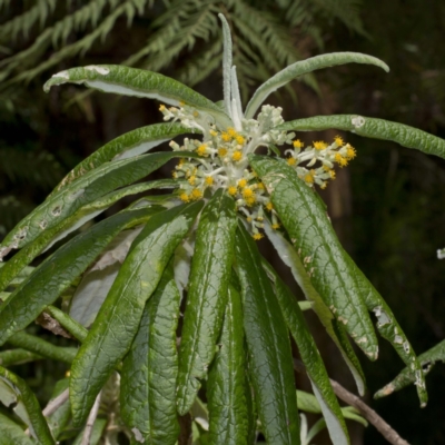 Bedfordia arborescens (Blanket Bush) at Nadgee State Forest - 29 Nov 2016 by Steve63