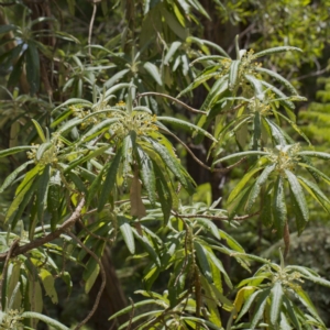 Bedfordia arborescens at Nadgee, NSW - 29 Nov 2016