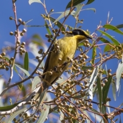 Lichenostomus melanops (Yellow-tufted Honeyeater) at Gigerline Nature Reserve - 2 Jun 2023 by rawshorty