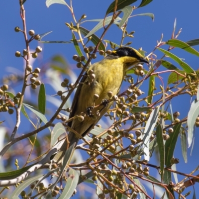 Lichenostomus melanops (Yellow-tufted Honeyeater) at Gigerline Nature Reserve - 2 Jun 2023 by rawshorty