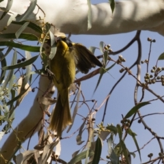 Lichenostomus melanops at Tennent, ACT - 2 Jun 2023