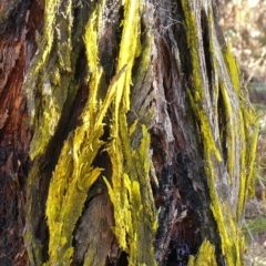 Unidentified Lichen at High Range, NSW - 22 May 2023 by Curiosity