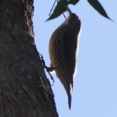 Cormobates leucophaea (White-throated Treecreeper) at High Range, NSW - 22 May 2023 by Curiosity