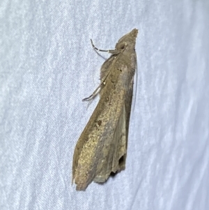 Rhapsa suscitatalis at Jerrabomberra, NSW - 2 Jun 2023