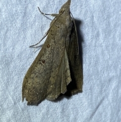 Rhapsa suscitatalis at Jerrabomberra, NSW - suppressed