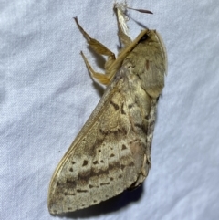 Oxycanus antipoda (Late Oxycanus) at Jerrabomberra, NSW - 2 Jun 2023 by SteveBorkowskis