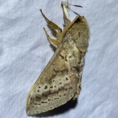 Oxycanus antipoda (Late Oxycanus) at Jerrabomberra, NSW - 2 Jun 2023 by Steve_Bok