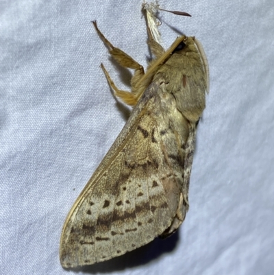 Oxycanus antipoda (Late Oxycanus) at Jerrabomberra, NSW - 2 Jun 2023 by SteveBorkowskis