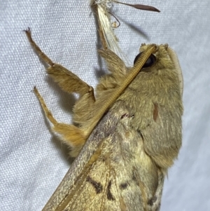 Oxycanus antipoda at Jerrabomberra, NSW - suppressed