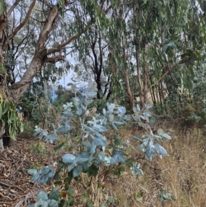 Eucalyptus globulus (Southern Blue-gum) at Stromlo, ACT by BethanyDunne