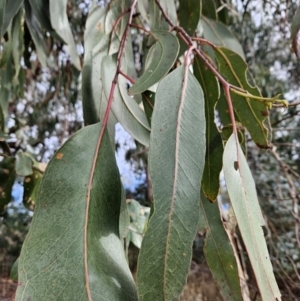 Eucalyptus globulus at Stromlo, ACT - 3 Jun 2023