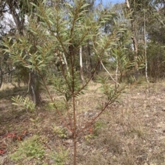 Acacia rubida (Red-stemmed Wattle, Red-leaved Wattle) at Oakey Hill - 3 Jun 2023 by RobynS