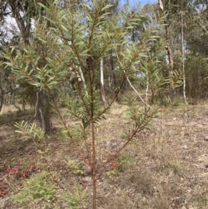 Acacia rubida at Lyons, ACT - 3 Jun 2023
