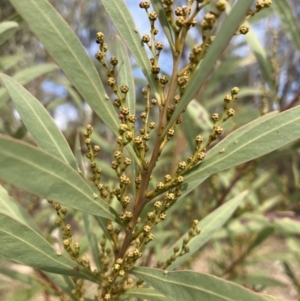 Acacia rubida at Lyons, ACT - 3 Jun 2023