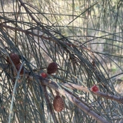 Allocasuarina verticillata (Drooping Sheoak) at Oakey Hill - 3 Jun 2023 by RobynS