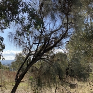 Allocasuarina verticillata at Lyons, ACT - 3 Jun 2023