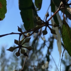 Eucalyptus macrorhyncha at Lyons, ACT - 3 Jun 2023