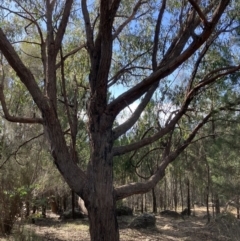 Eucalyptus macrorhyncha at Lyons, ACT - 3 Jun 2023