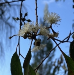 Eucalyptus macrorhyncha at Lyons, ACT - 3 Jun 2023 11:50 AM