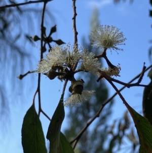 Eucalyptus macrorhyncha at Lyons, ACT - 3 Jun 2023