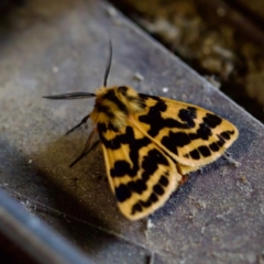 Ardices curvata (Crimson Tiger Moth) at Florey, ACT - 25 Feb 2023 by KorinneM