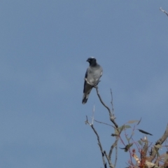 Coracina novaehollandiae (Black-faced Cuckooshrike) at Molonglo Valley, ACT - 3 Jun 2023 by SteveBorkowskis