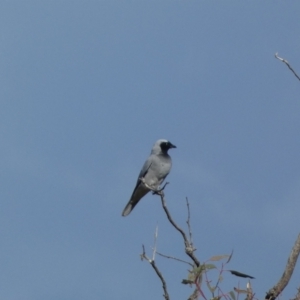 Coracina novaehollandiae at Molonglo Valley, ACT - 3 Jun 2023