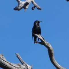 Sturnus vulgaris (Common Starling) at Molonglo Valley, ACT - 3 Jun 2023 by Steve_Bok