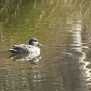 Anas gracilis at Molonglo Valley, ACT - 3 Jun 2023