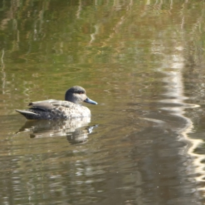 Anas gracilis (Grey Teal) at Kama - 3 Jun 2023 by Steve_Bok