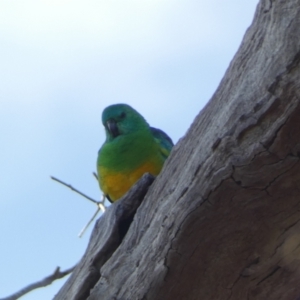 Psephotus haematonotus (Red-rumped Parrot) at Molonglo Valley, ACT by Steve_Bok