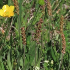 Ranunculus lappaceus at Dry Plain, NSW - 15 Nov 2020