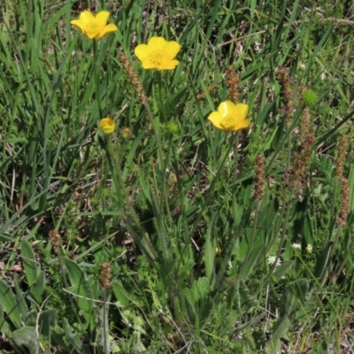 Plantago varia (Native Plaintain) at Top Hut TSR - 15 Nov 2020 by AndyRoo