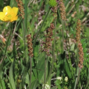 Plantago varia at Dry Plain, NSW - 15 Nov 2020