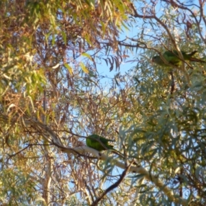 Polytelis swainsonii (Superb Parrot) at Wanniassa, ACT by jksmits