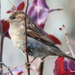 Passer domesticus (House Sparrow) at Belvoir Park - 3 Jun 2023 by KylieWaldon