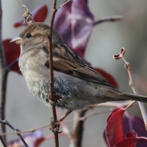 Passer domesticus at Wodonga, VIC - 3 Jun 2023