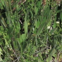 Asperula conferta (Common Woodruff) at Top Hut TSR - 15 Nov 2020 by AndyRoo