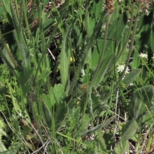 Asperula conferta (Common Woodruff) at Dry Plain, NSW by AndyRoo
