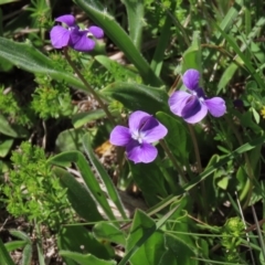 Asperula conferta at Dry Plain, NSW - 15 Nov 2020