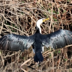 Microcarbo melanoleucos (Little Pied Cormorant) at Wodonga - 3 Jun 2023 by KylieWaldon