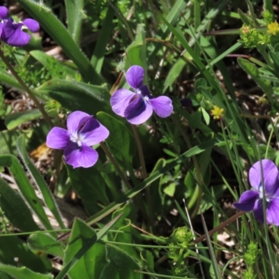 Viola betonicifolia (Mountain Violet) at Top Hut TSR - 15 Nov 2020 by AndyRoo