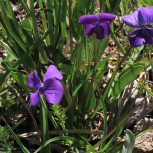 Viola betonicifolia at Dry Plain, NSW - 15 Nov 2020